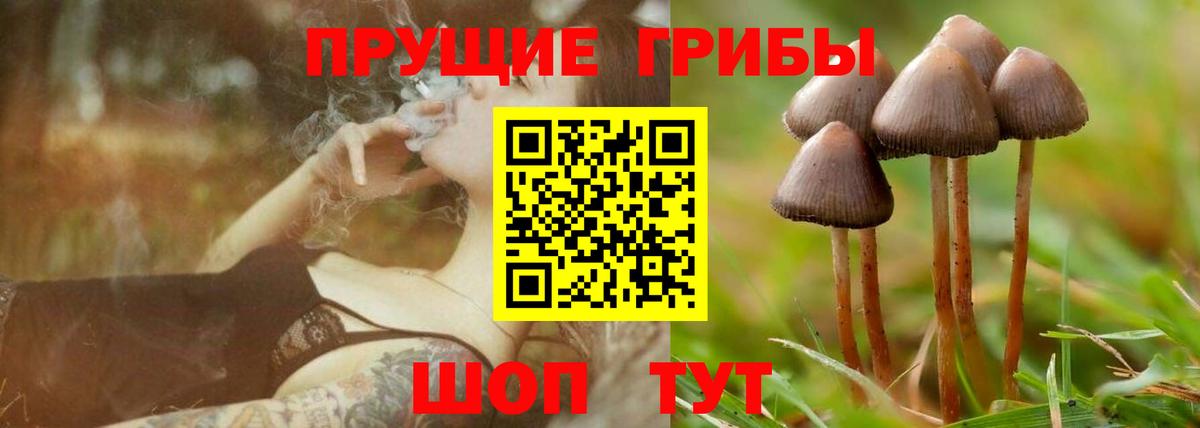 Галлюциногенные грибы Psilocybe Кисловодск